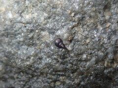 Afrolittorina acutispira