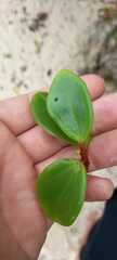 Peperomia glabella