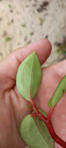 Wax Privet