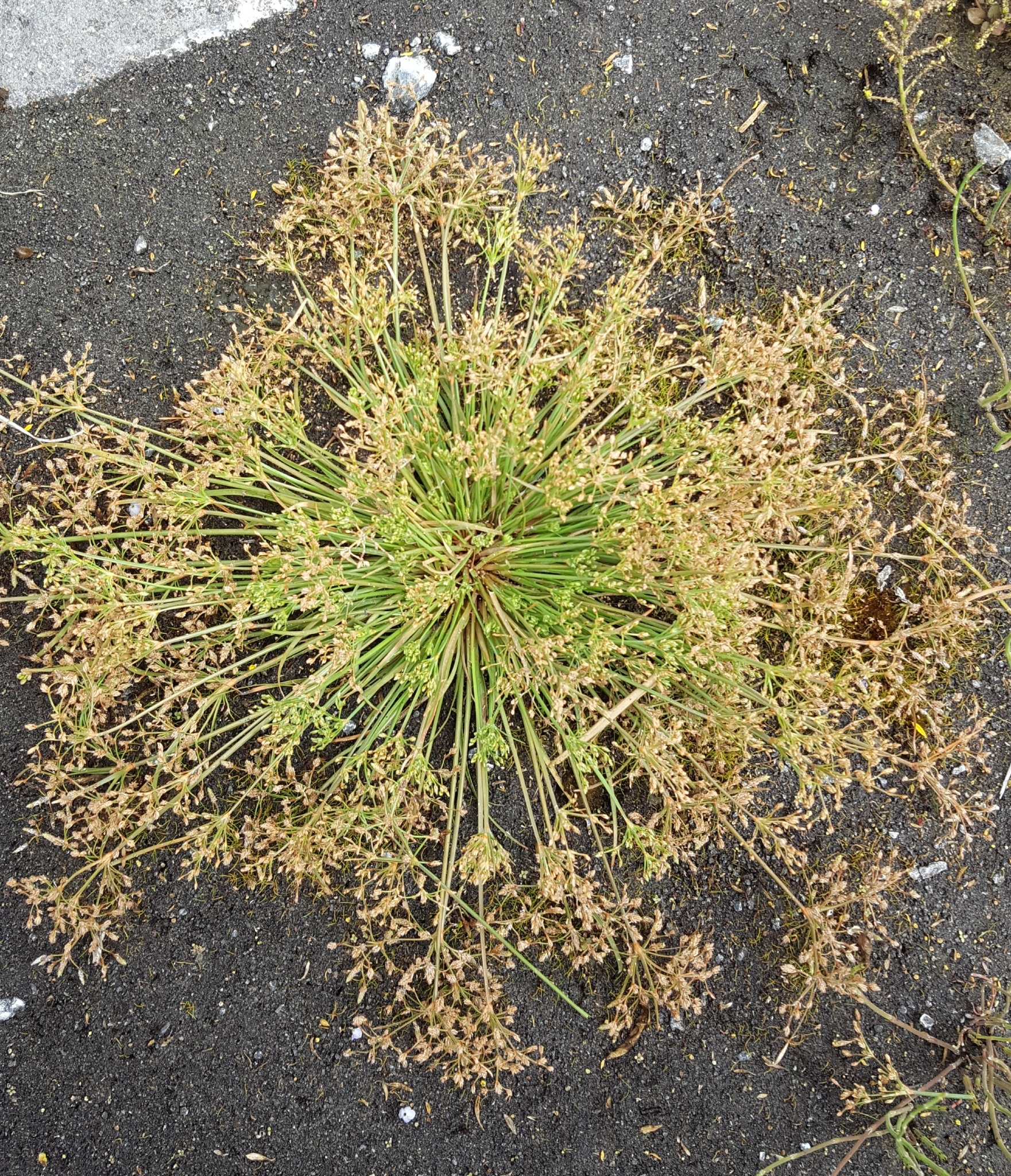 (c) François Rousseu, certains droits réservés (CC BY-NC) https://www.inaturalist.org/observations/144911967