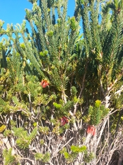 Melaleuca quadrifida