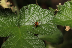 Gminatus australis