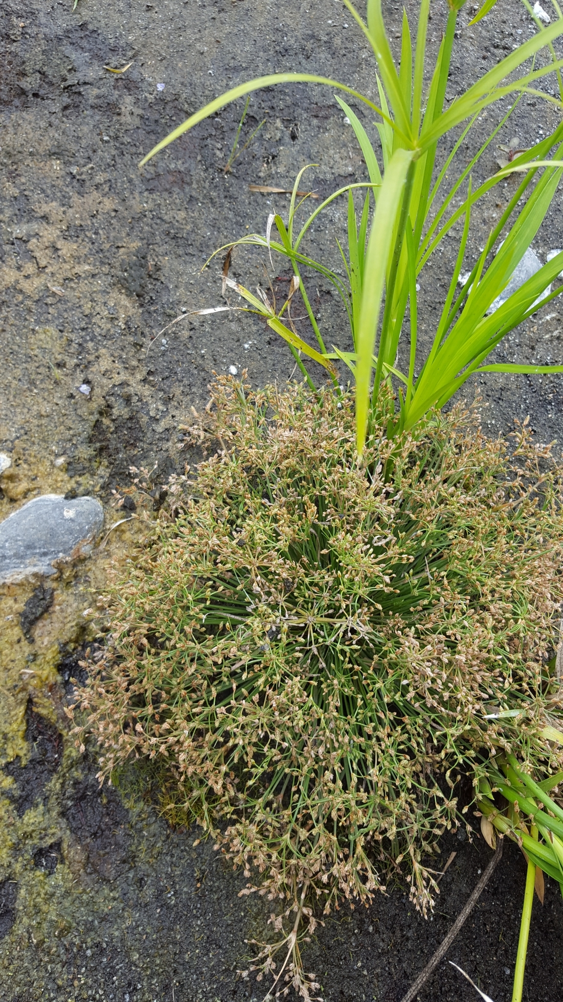 (c) François Rousseu, certains droits réservés (CC BY-NC) https://www.inaturalist.org/observations/144911967