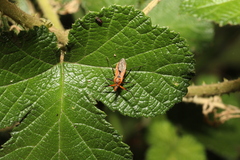 Gminatus australis