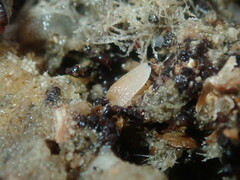 Tugali parmophoidea