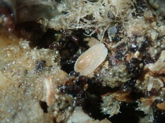 Tugali parmophoidea