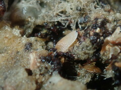 Tugali parmophoidea