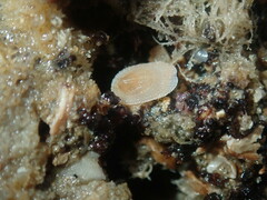 Tugali parmophoidea