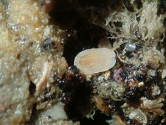 Tugali parmophoidea
