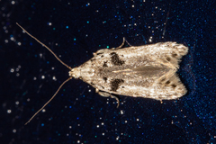 Aristotelia paradesma