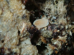 Tugali parmophoidea