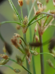 Fimbristylis bisumbellata