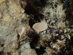 Tugali parmophoidea