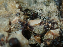Tugali parmophoidea