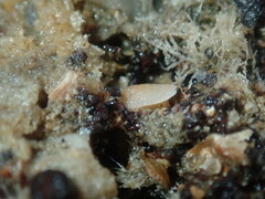 Tugali parmophoidea