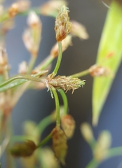 Fimbristylis bisumbellata