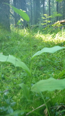 Cypripedium calceolus