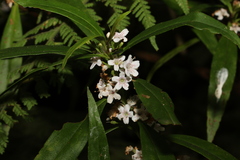 Myoporum betcheanum