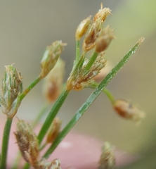 Fimbristylis bisumbellata
