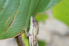 Anolis quercorum