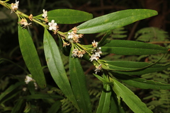 Myoporum betcheanum