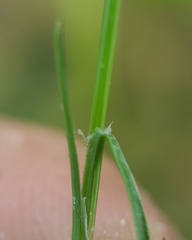 Fimbristylis bisumbellata