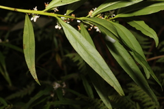 Myoporum betcheanum