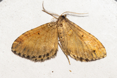 Asaphodes aegrota