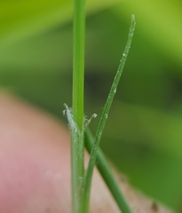 Fimbristylis bisumbellata