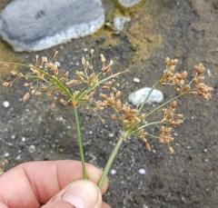 Fimbristylis bisumbellata