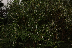 Myoporum betcheanum