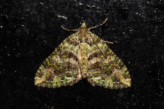 Austrocidaria similata