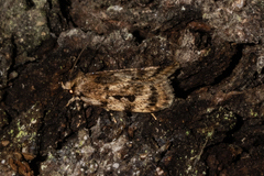 Barea exarcha