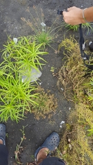 Fimbristylis bisumbellata