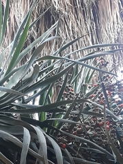 Dracaena draco