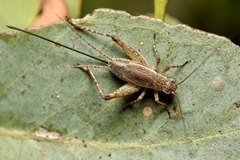 Eurepa marginipennis
