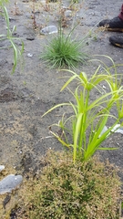 Fimbristylis bisumbellata