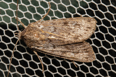 Physetica