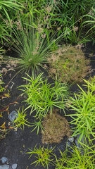 Fimbristylis bisumbellata