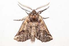 Declana junctilinea
