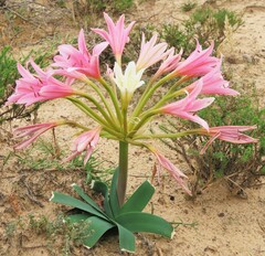 Ammocharis longifolia