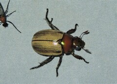 Anoplognathus daemeli