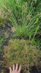 Fimbristylis bisumbellata