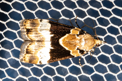 Eudonia aspidota