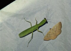 Orthodera ministralis