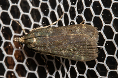 Eudonia cataxesta