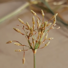 Fimbristylis bisumbellata