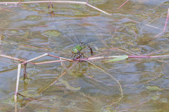 Anax guttatus
