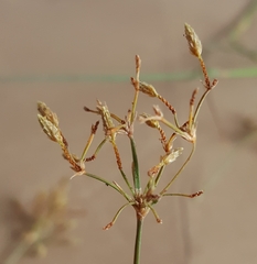 Fimbristylis bisumbellata