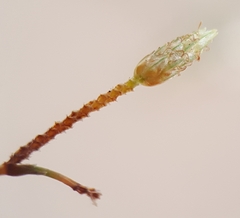 Fimbristylis bisumbellata